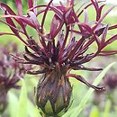 Centaurea montana Black Sprite