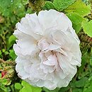 Rosa Shailer's White Moss