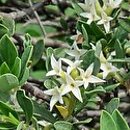 Daphne oleoides (wawrzynek oliwkowy)
