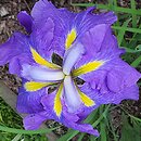 Iris ensata Blaudom