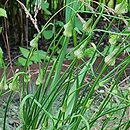Allium carinatum (czosnek grzebieniasty)