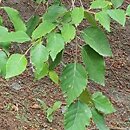 Betula davurica (brzoza dahurska)