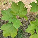 Acer obtusifolium (klon syryjski)