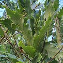 Quercus trojana (dąb macedoński)