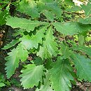 Quercus dentata (dąb zębaty)