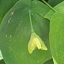 Uvularia grandiflora Pallida
