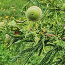 Quercus robur Irtha
