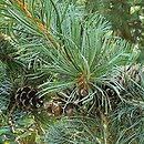 Pinus parviflora Glauca