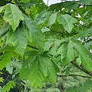 Acer macrophyllum (klon wielkolistny)