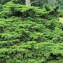 Juniperus chinensis var. sargentii (jałowiec Sargenta)