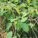 Corylus chinensis (leszczyna chińska)