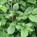 Lyonia ligustrina (lionia ligustrowata)
