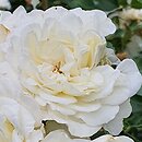 Rosa White Rose