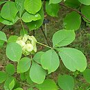 Ptelea trifoliata (parczelina trÃ³jlistkowa)