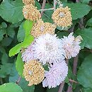 Rubus ulmifolius (jeżyna wiązolistna)
