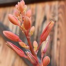 Hesperaloe parviflora (hesperaloes drobnokwiatowy)