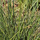 Carex brunnea Variegata