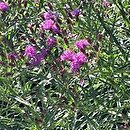 Vernonia lettermannii (wernonia Lettermanna)