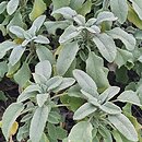 Salvia officinalis Crispa