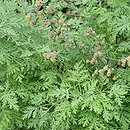 Artemisia frigida (bylica frędzlasta)