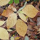 Clethra acuminata (orszelina zaostrzona)