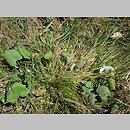 znalezisko 20050712.1.ab - Carex secalina (turzyca żytowa); Dulsk, k. Inowrocławia 