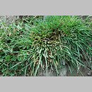 znalezisko 20080712.1.ab - Carex secalina (turzyca żytowa); Turzany, k. Inowrocławia 