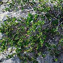 Betula nana (brzoza karłowata)