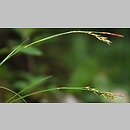 Carex brachystachys (turzyca krótkokłosa)