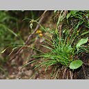 Carex capillaris (turzyca włosowata)