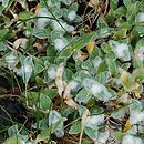 znalezisko 20090808.4.and - Cerastium eriophorum (rogownica watowata); Dolina Tomanowa, Tatry