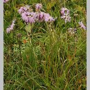 znalezisko 20090808.11.and - Dianthus speciosus (goździk okazały); Dolina Tomanowa, Tatry