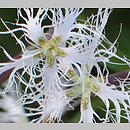 znalezisko 20040720.4.and - Dianthus superbus ssp. superbus (goździk pyszny); łąki w pd.-zach. części Krakowa