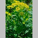Euphorbia villosa (wilczomlecz włosisty)