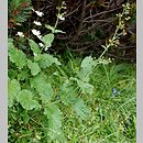 Scrophularia scopolii (trędownik omszony)