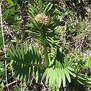 Valeriana angustifolia (kozłek wąskolistny)