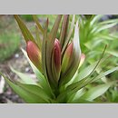znalezisko 00010000.1.bk - Fritillaria imperialis (szachownica cesarska)