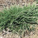 Juniperus horizontalis (jałowiec płożący)