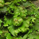 Pellia endiviifolia (pleszanka kÄ™dzierzawa)