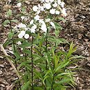 pÅ‚omyk plamisty (Phlox maculata)