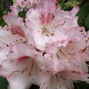 Rhododendron Pink Cherub