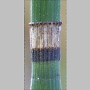 znalezisko 20090421.3.sm - Equisetum hyemale (skrzyp zimowy); Równina Torzymska, Nowy Młyn