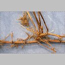 znalezisko 20090423.3.sm - Carex praecox (turzyca wczesna); Równina Torzymska, Rzepinek