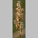znalezisko 20090425.6.sm - Carex praecox (turzyca wczesna); Równina Torzymska, Rzepinek