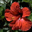 Hibiscus rosa-sinensis (ketmia róża chińska)
