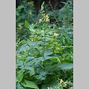 Salvia glutinosa (szałwia lepka)