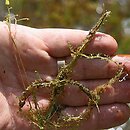 Utricularia minor agg. (pÅ‚ywacz drobny (agg.))
