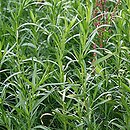 bylica draganek (Artemisia dracunculus)