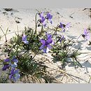 Viola tricolor ssp. curtisii (fiołek trójbarwny nadmorski)