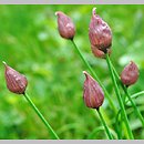 znalezisko 20200623.1.agkus - Allium sibiricum (czosnek syberyjski); masyw Pilska, hale Miziowa i Cebulowa